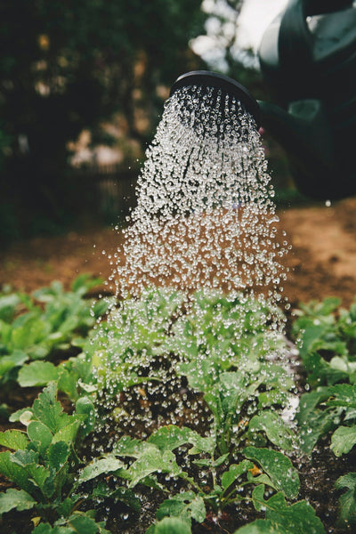 Crafting the Perfect Water Garden: Tips to Achieve a Refreshing Oasis for Horticulturists