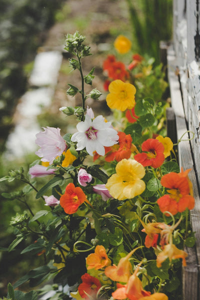 How to Start Designing a Flower Garden: Expert Tips