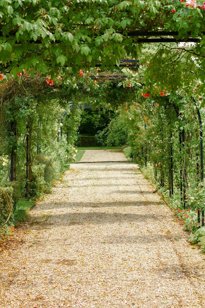 Nine Common Plant Care Problems in Your Green Garden and How to Solve Them