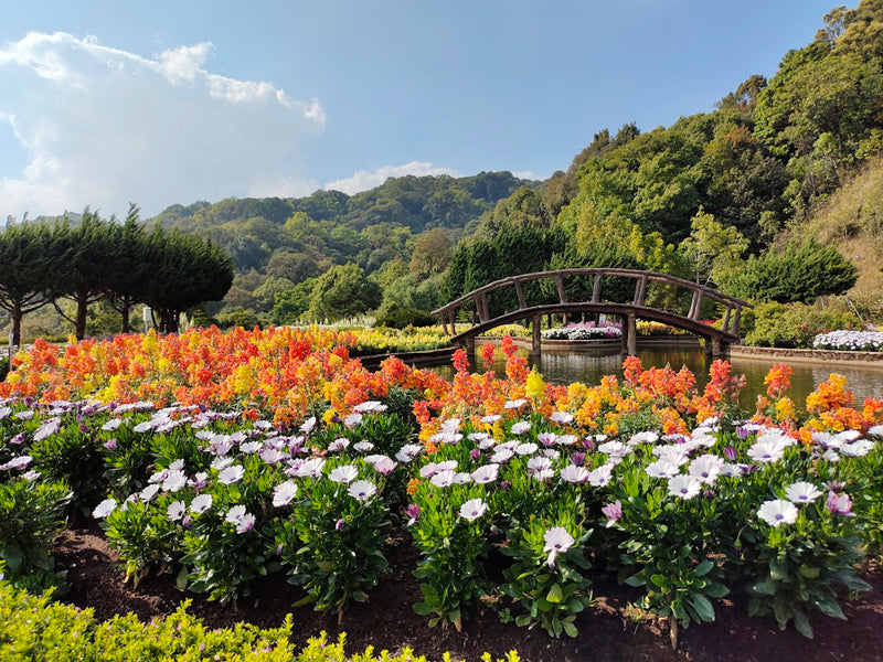 Essential Checklists for Plant Parents: Growing a Harmonious Flower Garden